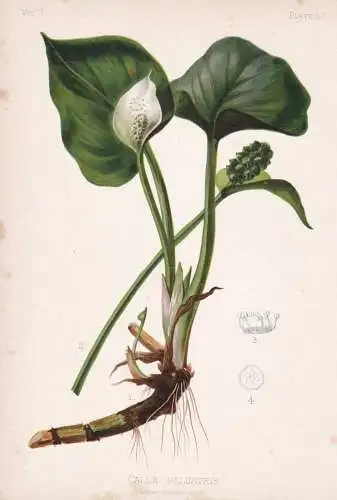 Calla Palustris - Drachenwurz Sumpf-Calla wild calla / flowers Blumen Blume flower / botanical Botanik Botany