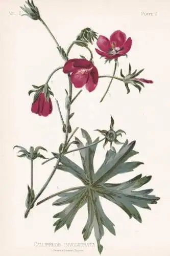 Callirrhoe Involucrata - Moschus-Malve musk-mallow / flowers Blumen Blume flower / botanical Botanik Botany /