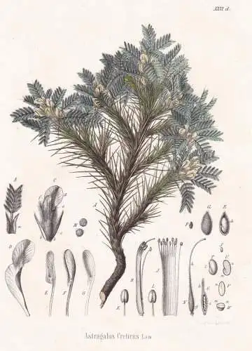 Astragalus Creticus - Tragant milkvetch / flowers Blumen Blume flower / botanical Botanik Botany / Pflanze pla