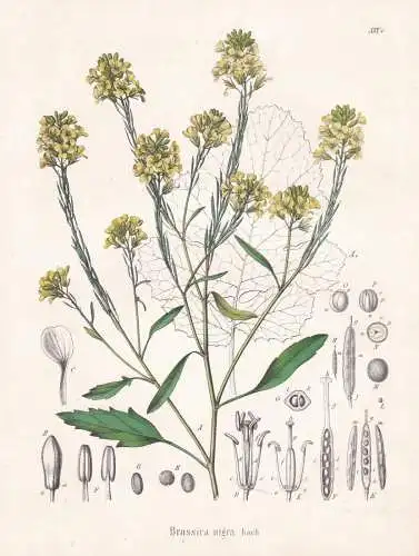 Brassica nigra - Schwarze Senf black mustard / Gewürze spice / flowers Blumen Blume flower / botanical Botani