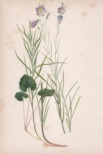 Campanula Rotundifolia - Glockenblume Scottish bluebell / flowers Blumen Blume flower / botanical Botanik Bota