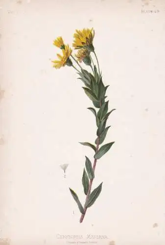 Chrysopsis Mariana - Goldaster Maryland golden-aster silkgrass / flowers Blumen Blume flower / botanical Botan