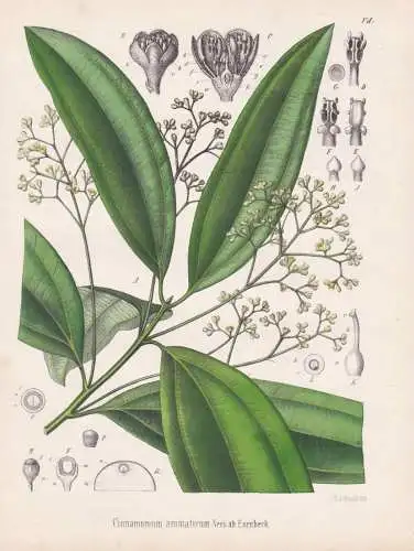 Cinnamomum aromaticum - Zimtkassie Chinesischer Zimtbaum Chinese cinnamon Cassiazimt / Gewürze spice / flower