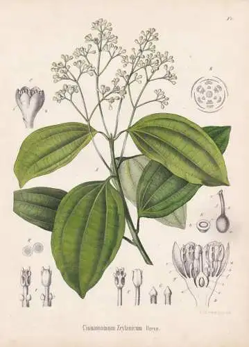 Cinnamomum Zeylanicum - Zimtbaum Ceylon-Zimt true cinnamon tree / Baum tree / flowers Blumen Blume flower / bo