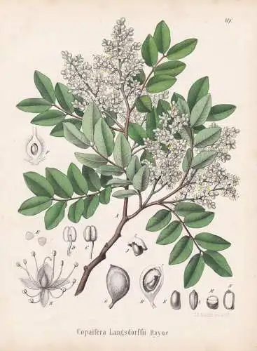 Copaifera Langsdorffii - Baum tree / flowers Blumen Blume flower / botanical Botanik Botany / Pflanze plant