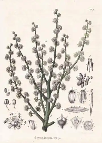 Dorema Ammoniacum - Ammoniakharz the gum ammoniac / flowers Blumen Blume flower / botanical Botanik Botany / P