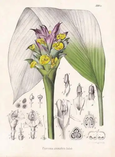 Curcuma aromatica - Kurkuma Wilde Gelbwurz wild turmeric / Gewürze spice / flowers Blumen Blume flower / bota