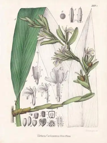 Elettaria Cardamomum - Grüner Kardamom green cardamom / Gewürze spice / flowers Blumen Blume flower / botani
