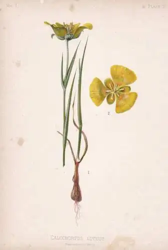 Calochortus Luteus - Mariposa Lilie yellow mariposa lily / flowers Blumen Blume flower / botanical Botanik Bot