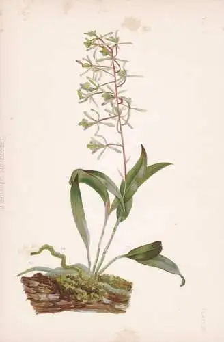 Epidendrum Conopseum - Orchidee orchid / flowers Blumen Blume flower / botanical Botanik Botany / Pflanze plan