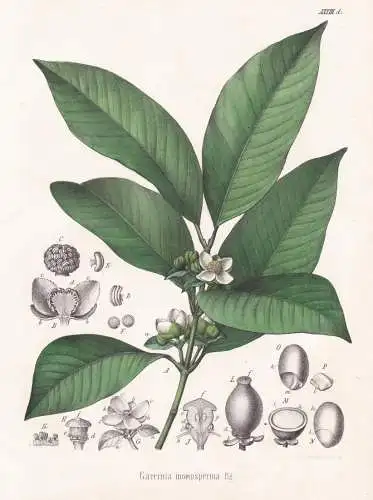 Garcinia monosperma - saptrees, mangosteens / flowers Blumen Blume flower / botanical Botanik Botany / Pflanze