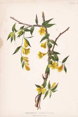 Gelsemium Sempervirens - Carolina-Jasmin jasmine jessamine / flowers Blumen Blume flower / botanical Botanik B