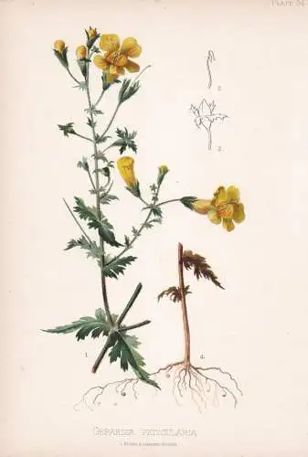 Gerardia Pedicularia - fernleaf yellow false foxglove / flowers Blumen Blume flower / botanical Botanik Botany