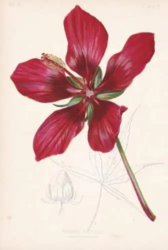 Hibiscus Coccineus - Hibiskus scarlet rosemallow Eibisch Texas star / flowers Blumen Blume flower / botanical