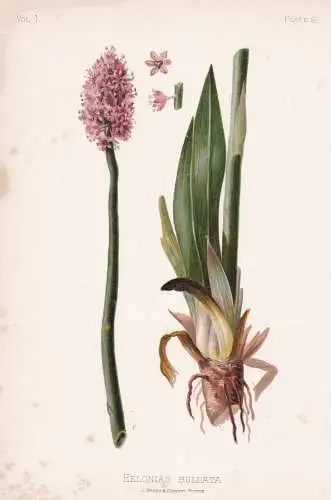 Helonias Bullata - Sumpf-Scheinnelke Swamp Pink / flowers Blumen Blume flower / botanical Botanik Botany / Pfl