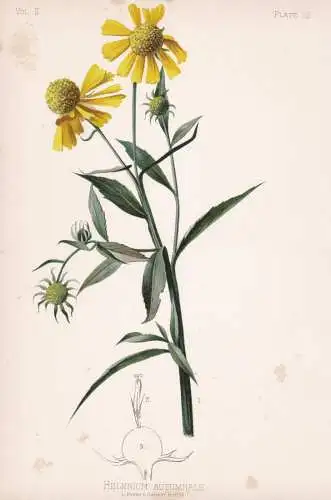 Helenium Autumnale - Sonnenbraut sneezeweed / flowers Blumen Blume flower / botanical Botanik Botany / Pflanze
