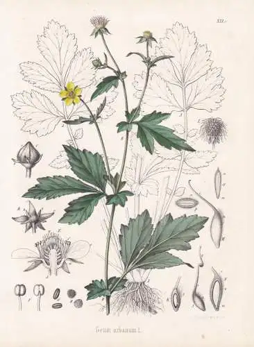 Geum urbanum - Nelkenwurz wood avens, herb Bennet / flowers Blumen Blume flower / botanical Botanik Botany / P