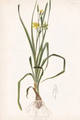 Hypoxis Erecta - star-grass star lily / flowers Blumen Blume flower / botanical Botanik Botany / Pflanze plant