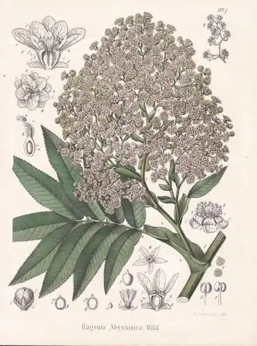 Hagenia Abyssinica - Kosobaum Kossobaum cusso African redwood / flowers Blumen Blume flower / botanical Botani