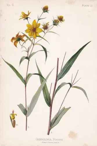 Gymnolomia Porteri - Porter's sunflower Stone Mountain daisy / flowers Blumen Blume flower / botanical Botanik