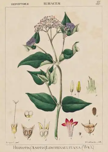 Hedyotis (Anotis) Leschenaultiana - starviolet / flowers Blumen Blume flower / botanical Botanik Botany / Pfla