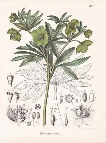 Helleborus viridis - Grüne Nieswurz green hellebore / flowers Blumen Blume flower / botanical Botanik Botany
