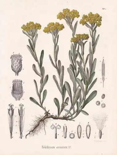 Helichrysum arenarium - Sand-Strohblume immortelle dwarf everlast / flowers Blumen Blume flower / botanical Bo