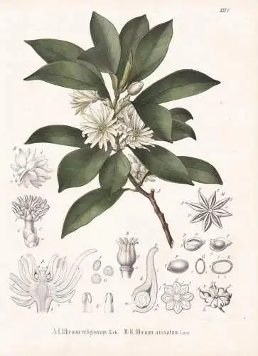 Illicium religiosum - Sternanis Shikimi star anise / Gewürze spice / flowers Blumen Blume flower / botanical