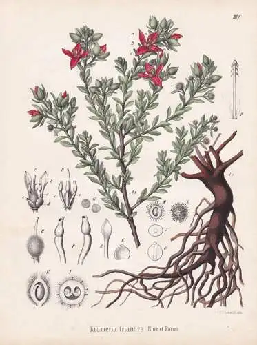 Krameria triandra - Ratanhia Peruvian rhatany / flowers Blumen Blume flower / botanical Botanik Botany / Pflan