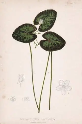 Limnanthemum Lacunosum - Seekanne water lily floating heart / flowers Blumen Blume flower / botanical Botanik