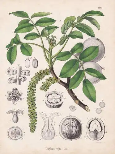 Juglans regia - Walnuss walnut Nussbaum / Baum tree / flowers Blumen Blume flower / botanical Botanik Botany /