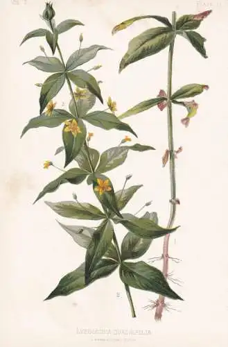 Lysimachia Quadrifolia - Gelbweiderich whorled loosestrife / flowers Blumen Blume flower / botanical Botanik B