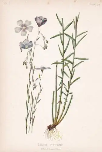 Linum Perenne - Stauden-Lein blue flax lint / flowers Blumen Blume flower / botanical Botanik Botany / Pflanze