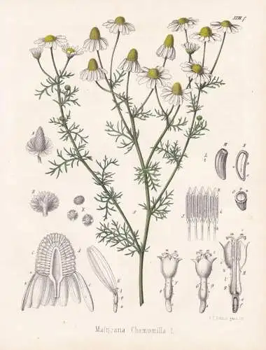 Matricaria Chamomilla - Kamille chamomile / flowers Blumen Blume flower / botanical Botanik Botany / Pflanze p