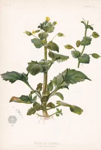 Mimulus Jamesii - Gauklerblume monkeyflower / flowers Blumen Blume flower / botanical Botanik Botany / Pflanze