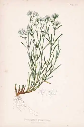 Paronichia Argyrocoma - Silber-Mauermiere silvery nailwort silverling / flowers Blumen Blume flower / botanica