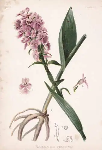 Platanthera Fimbriata - Orchidee purple fringed orchid / flowers Blumen Blume flower / botanical Botanik Botan