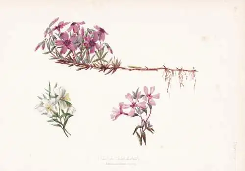 Phlox Subulata - Flammenblumen / flowers Blumen Blume flower / botanical Botanik Botany / Pflanze plant