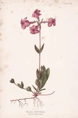 Phlox Reptans - Flammenblumen / flowers Blumen Blume flower / botanical Botanik Botany / Pflanze plant