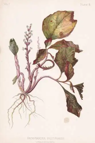 Pachysandra Procumbens - Dickmännchen carpet box / flowers Blumen Blume flower / botanical Botanik Botany / P