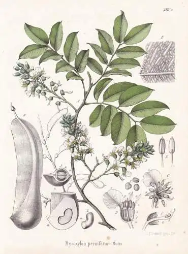 Myroxylon peruiferum - Balsambaum / flowers Blumen Blume flower / botanical Botanik Botany / Pflanze plant