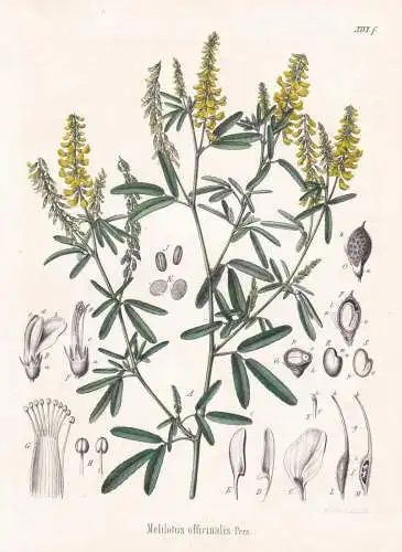 Melilotus officinalis - Steinklee sweet yellow clover / flowers Blumen Blume flower / botanical Botanik Botany
