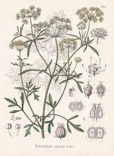Petroselinum sativum - Petersilie Parsley / Gewürze spice / flowers Blumen Blume flower / botanical Botanik B