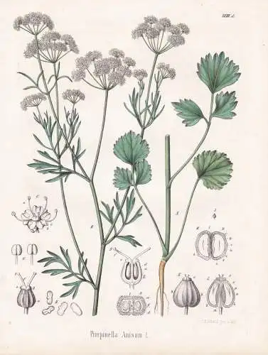 Pimpinella Anisum - Anis aniseed anix / Gewürze spice / flowers Blumen Blume flower / botanical Botanik Botan