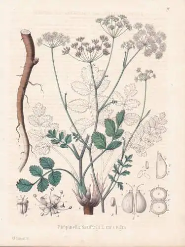 Pimpinella Saxifraga - Pimpinelle Bibernelle burnet-saxifrage / flowers Blumen Blume flower / botanical Botani