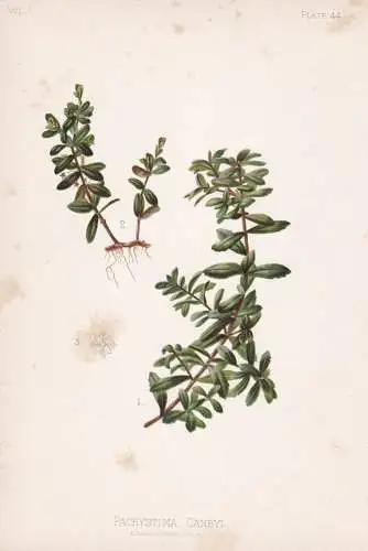 Pachystima Canbyi - Gebirgs-Jade / flowers Blumen Blume flower / botanical Botanik Botany / Pflanze plant