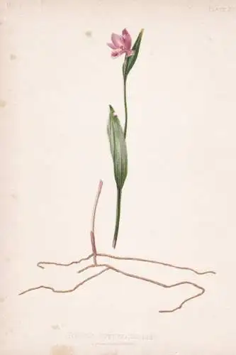 Pogonia Ophioglossoides - flowers Blumen Blume flower / botanical Botanik Botany / Pflanze plant