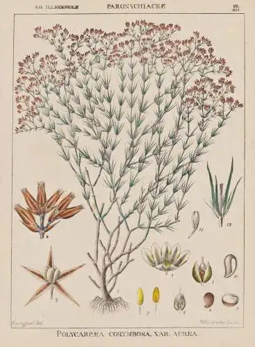 Polycarpaea Corymbosa. Var. Aurea - Nelkengewächs carnation family / flowers Blumen Blume flower / botanical