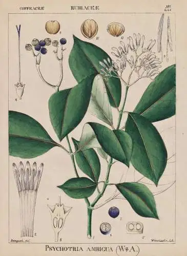 Psychotria Ambigua - Brechstrauch / flowers Blumen Blume flower / botanical Botanik Botany / Pflanze plant