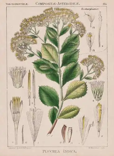 Pluchea Indica - Flohkraut Indian fleabane / flowers Blumen Blume flower / botanical Botanik Botany / Pflanze